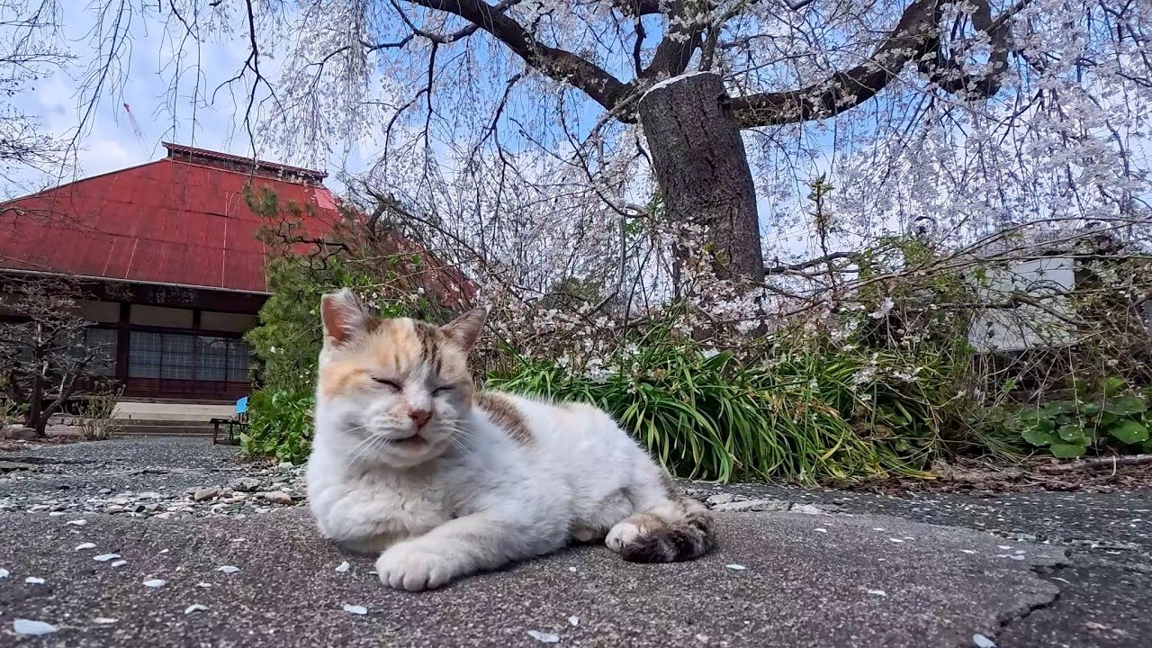 Temple Cat Enjoys Cherry Blossoms—The Most Peaceful Spring Moment