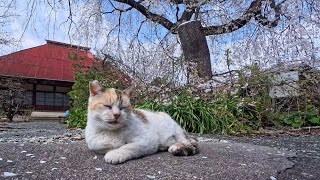 Temple Cat Enjoys Cherry Blossoms—The Most Peaceful Spring Moment
