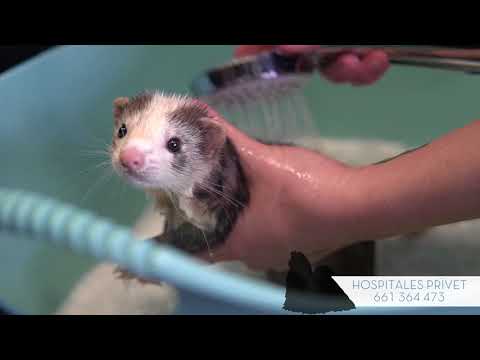 Video: Bañándose y preparando su hurón