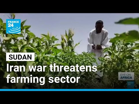 Iran war threatens Sudan's already fragile agricultural sector • FRANCE 24 English