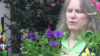 Celebrity How to Provide Nectar in the Cool Season Wealth