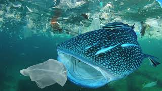 Fish or Plastic