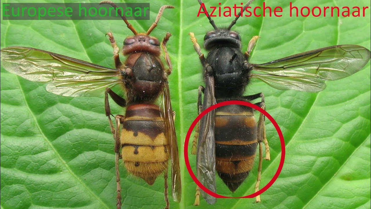 E learning Hoe herken je een