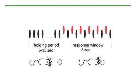 Experience-dependent plastic reorganization of auditory cortex