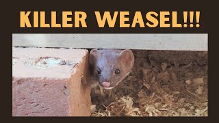 How to Predator Proof a Chicken Coop