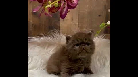 Video 1213441: exotic shorthair cattery, exotic shorthair kitten, chocolate exotic shorthair, adorable exotic shorthair, gorgeous kittens, cfa