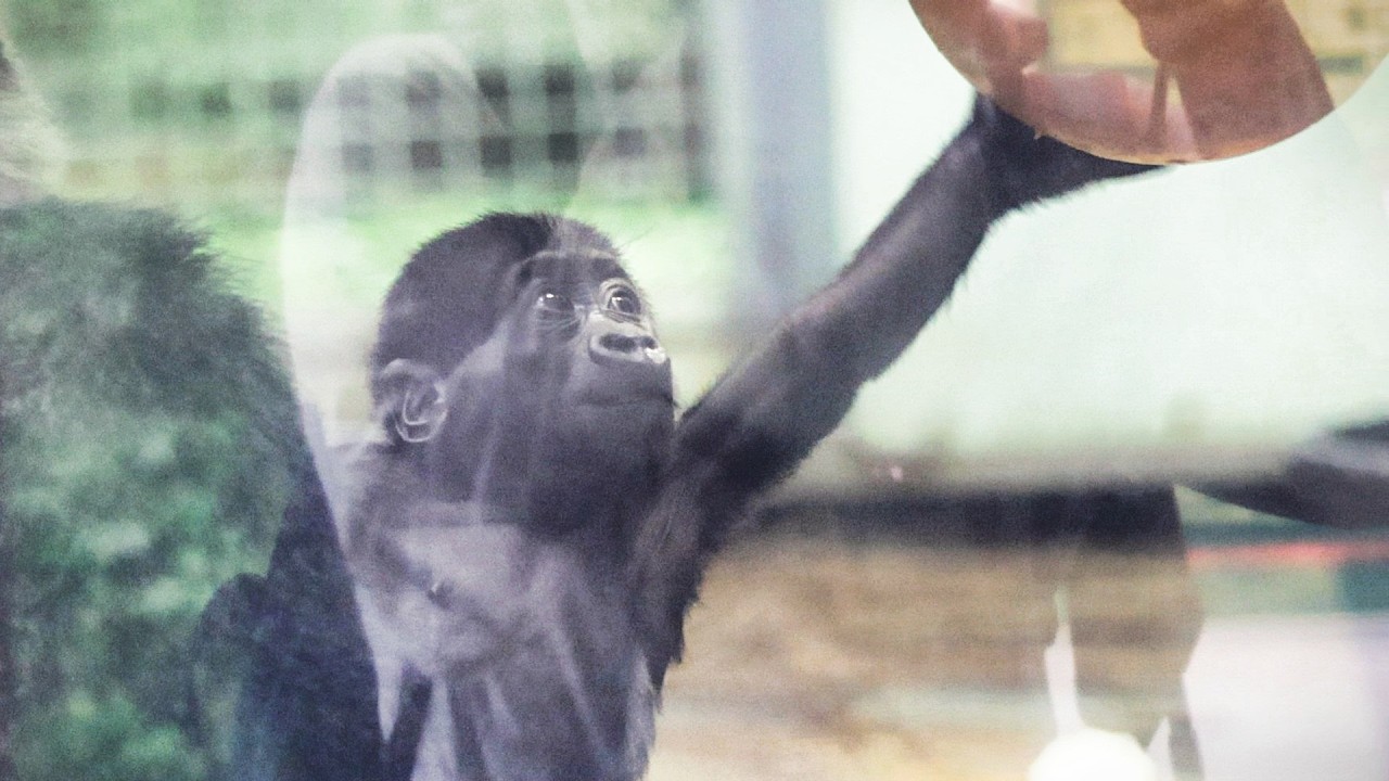 キンタロウの右腕に違和感?男性飼育員さんとのハズバンダリートレーニング|京都市動物園|撮影日2026.5.21|【きょうのゴリラ】