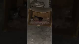 cat's lovers (cat's  baby vlog 1) #panna #dancelove #dance #haryanvisong #dancemoves #love #punjabi