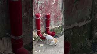 No begging. No sound...