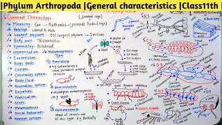 |Phylum Arthropoda |General characteristics |Class11th |Chapter |Diversity Among Animals