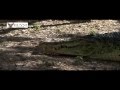 Гигантские Крокодилы. Часть 1 / Huge Crocodiles. Part 1