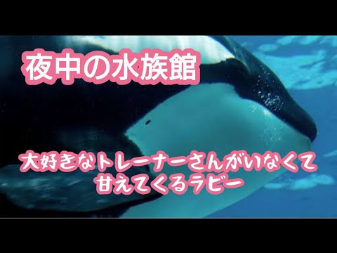 夜中のメインプール/しっかり者のラビーが昼間と違う鳴き声で話しかけてきた/鴨川シーワールド