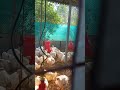 Gaikar's Chicken Farm at #palgad | 3 February 2024