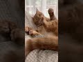 #cat #error #funny