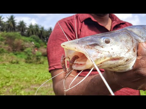 धरणाखाली मासे पकडले | धरणात मासे पकडले | मोठा मासा कसा पकडावा | मंजूर मासे पकडतो|singhada मासे पकडणे