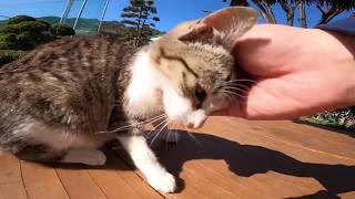 Cute Cats Funny Videos Come Lot Of Cats Cats Comrade by Cats Comrade 18 views 4 years ago 10 minutes, 57 seconds