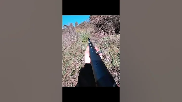 охота на кабана в джунглях #cinghiale #chasse #wildboar #охота #дикий кабан