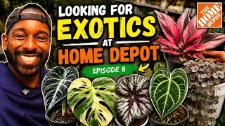 Home Depot Has These RARE Houseplants?! | Exotic Plant Hunt Episode 8