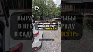 Выращивание рыбы в небольшом пруду в садках «Иван-Осётр» #иваносетр #рыбалка #рыбоводство