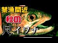 【毛ばり・テンカラ・源流】秋を感じるシーズン終盤の尺イワナ