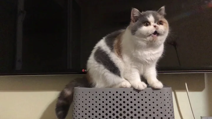 Watch the video about Exotic shorthair dilute calico