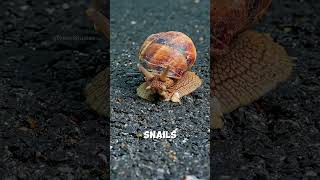 200,000 Deaths a Year: The Deadly Secret of Freshwater Snails