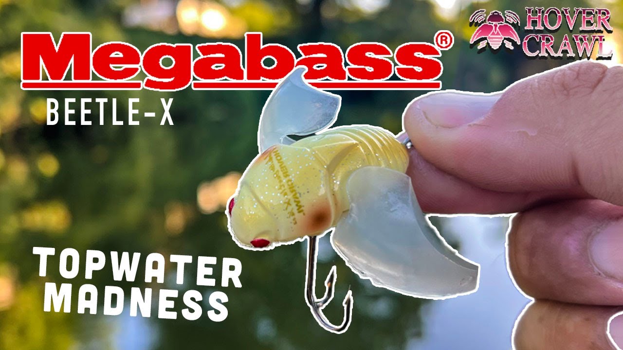 Megabass Beetle-X - Monster Chub Magnet - YouTube