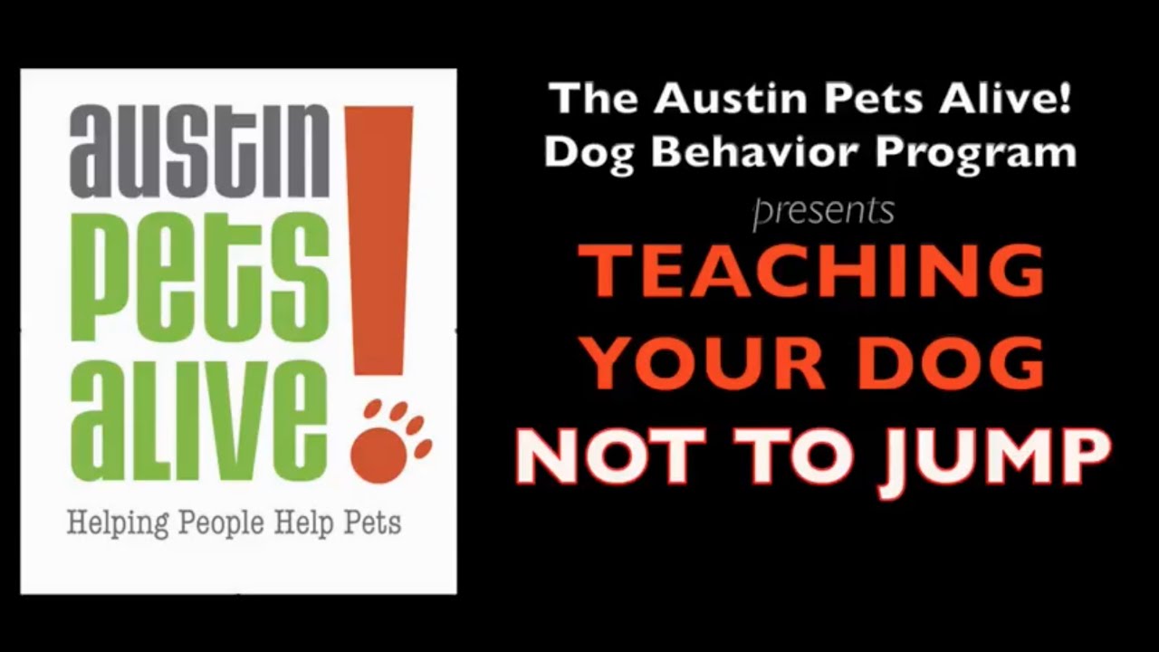 Teaching Your Dog Not To Jump YouTube Teaching your dog not to jump youtube