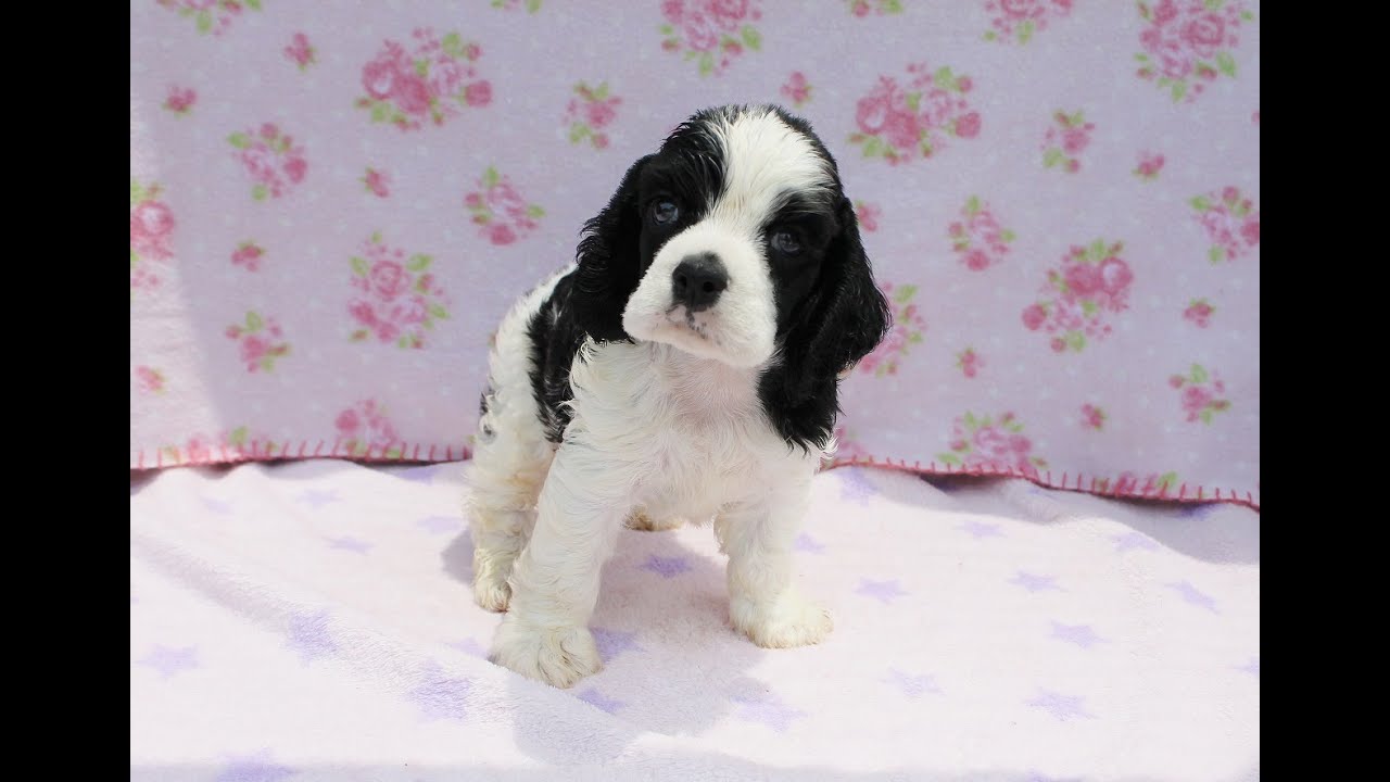 No Aco アメリカンコッカースパニエル パーティ白黒 男の子 Youtube