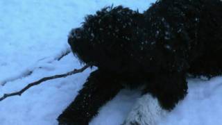 20091217 Cão in de sneeuw.mp4
