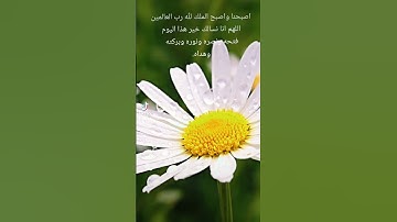 دعاء#يارب #اذكار الصباح #اكسبلور #flowers #douaa