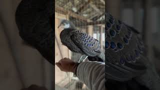 Peacock pheasant #1k #imported #pets #birds #exotic #rarebirds #pheasants #vlog #1million #blogs #1m