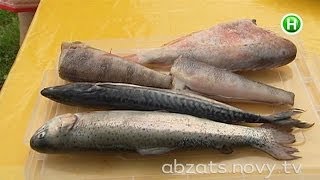 Полный тунец. Как глаза выдают рыбу не первой свежести? - Абзац! - 07.07.2014