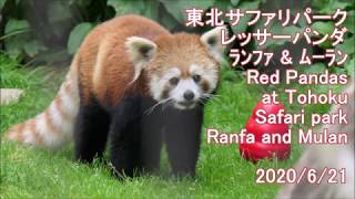東北サファリパーク レッサーパンダ5 ランファ ムーラン Red panda at Tohoku Safari park 2020 Summer