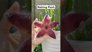 What Happens When a Fly Lands on This Crazy Plant?