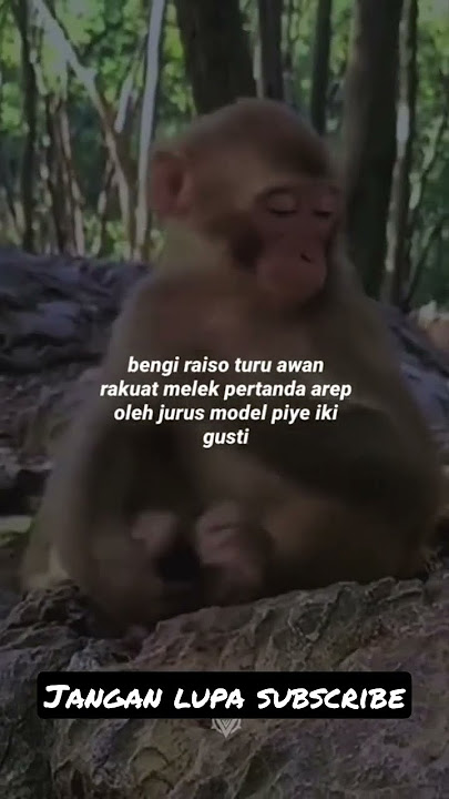 #story #monyetlucu #monyet #funnyvideo #funny