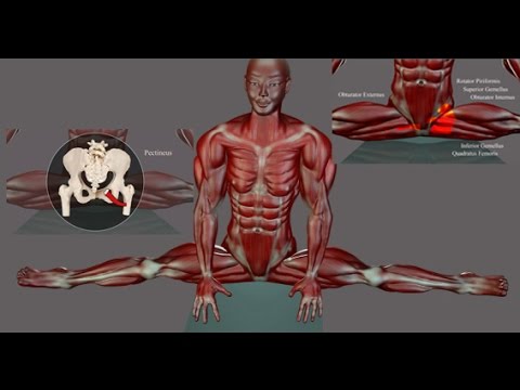 Side Splits Straddle Stretching Anatomy EasyFlexibility Muscle Diagram