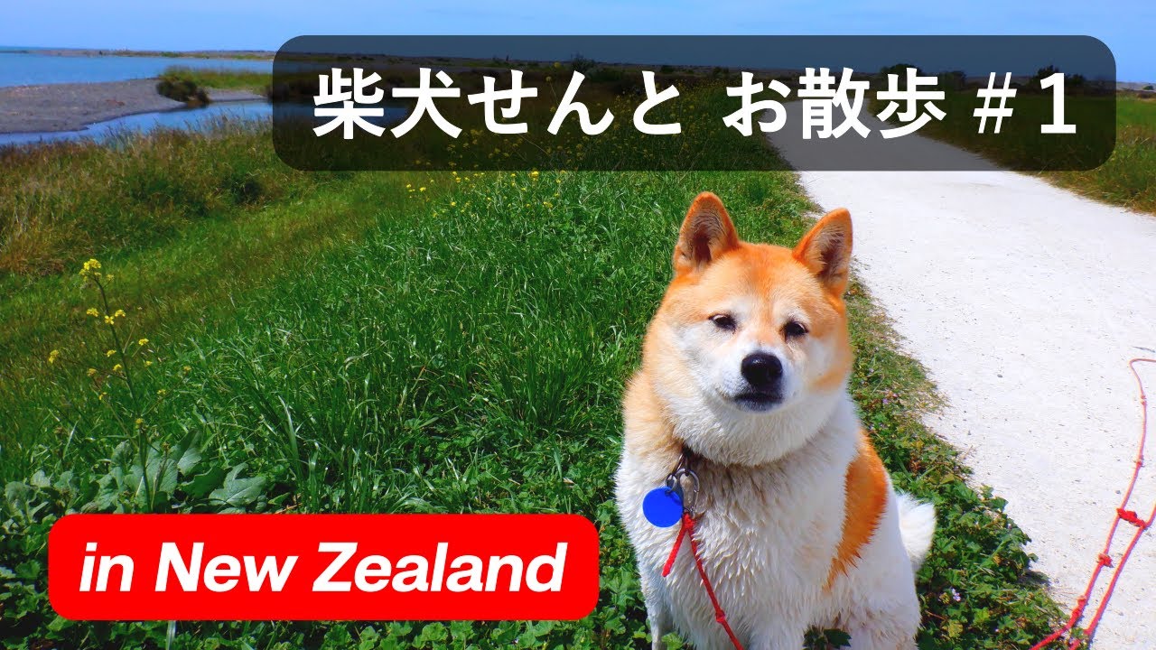 日本語字幕 柴犬せんと お散歩 １ Youtube