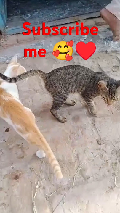 Cat's Hilarious Miao Miao Antics # #FunnyCatVideo #MiaoMiao #CatAntics #CatComedy #PetHumor