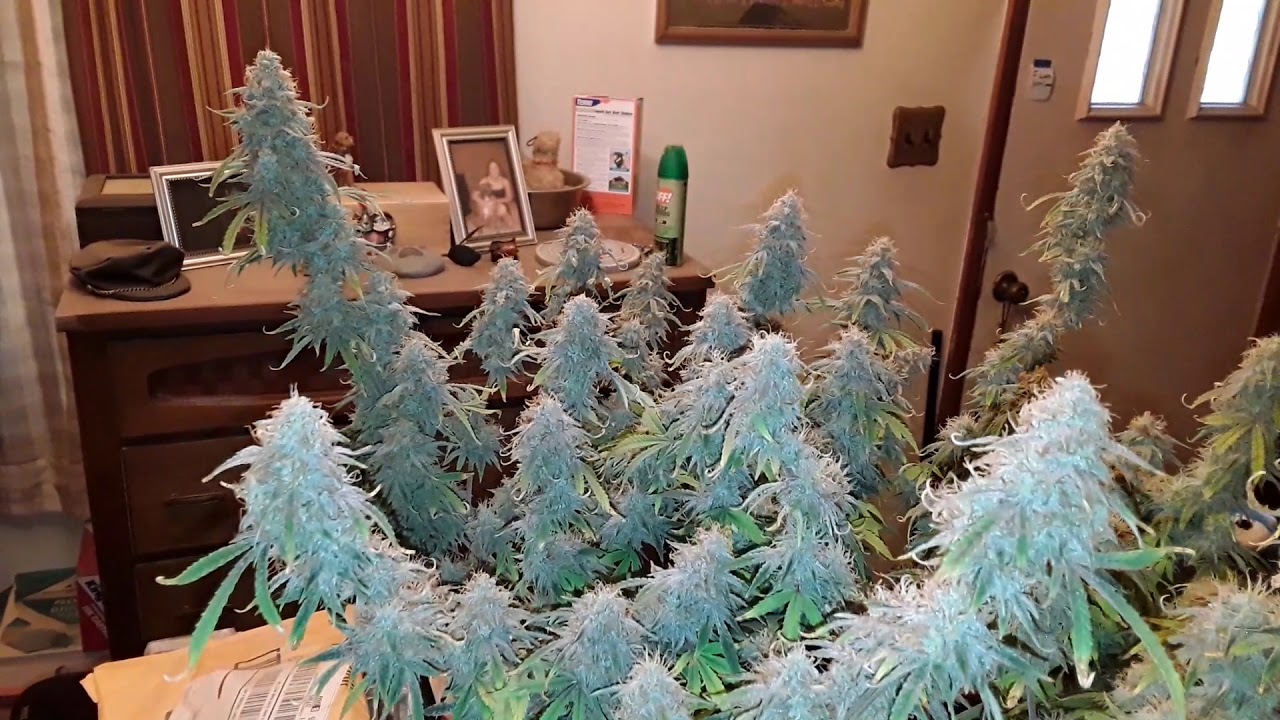 AUTOFLOWER CANNABIS UPDATE! LAST LOOK ZKITTLEZ AUTO! FAST BUDS GENETICS!