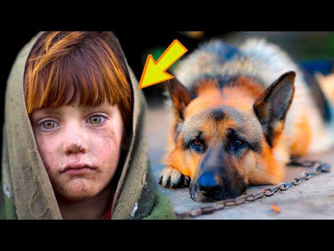 Wideo: Dwa Niesamowite I Bohaterskie Psy