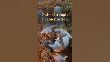 Safe Through Fermentation