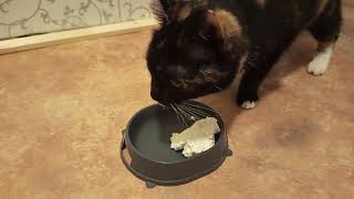 I'm out of cat food. I have cottage cheese. But will my cat eat cottage cheese? I'm out of cat food. I have cottage cheese. But will my cat eat cottage cheese?