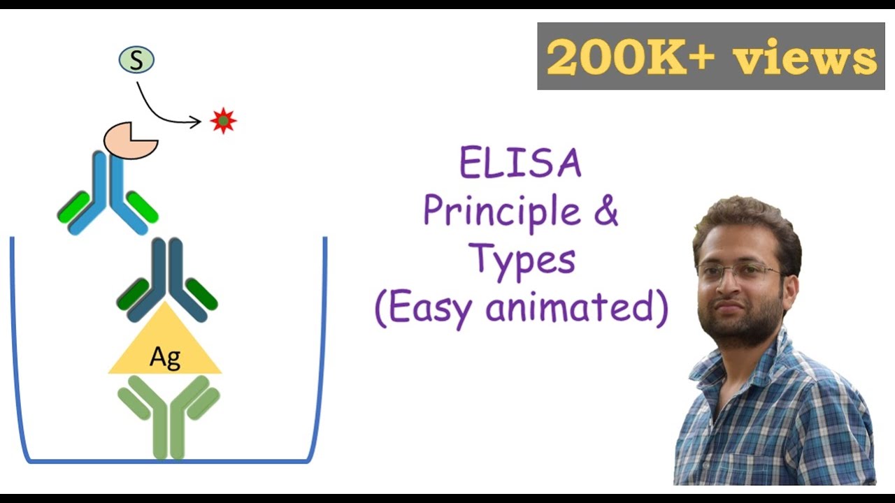 ELISA Enzyme linked Immunosorbent Assay YouTube elisa-enzyme-linked-immunosorbent-assay-youtube