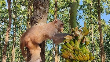 How Monkeys Eat Bananas in Winter lll Wildlife Feeding Documentary 🐒🍌