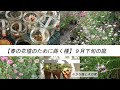 春の花壇のために蒔く種　九月下旬の庭