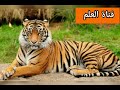 Production écrite Sur Le Tigre تعبير عن النمر بالفرنسية 