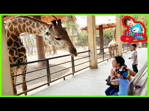 น้องบีม | ยีราฟคอยาว เที่ยวบึงฉวากสุพรรณบุรี Zoo