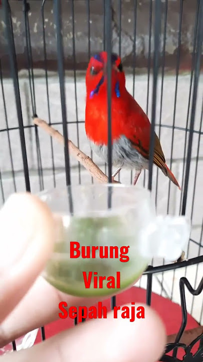 BURUNG Sepah raja #shorts #birds #burung #animals #burungindonesia