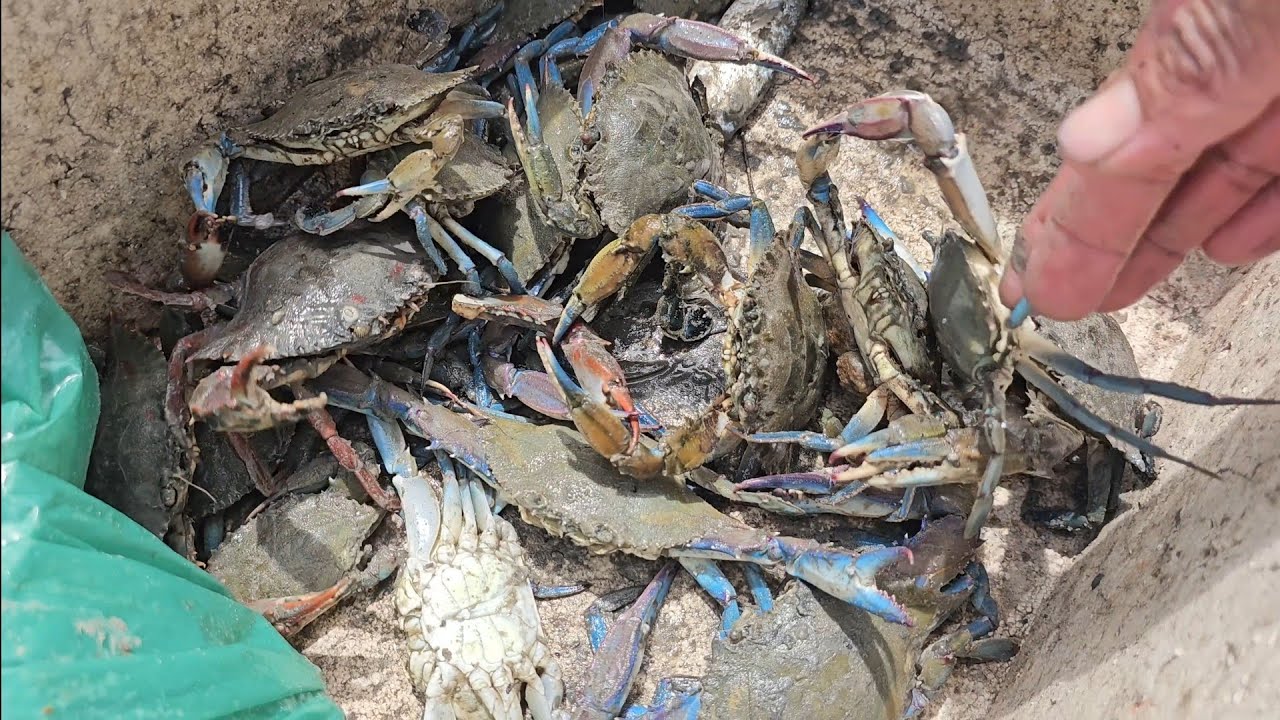  CARDUMES DE SIRI NOS CORREGOS.